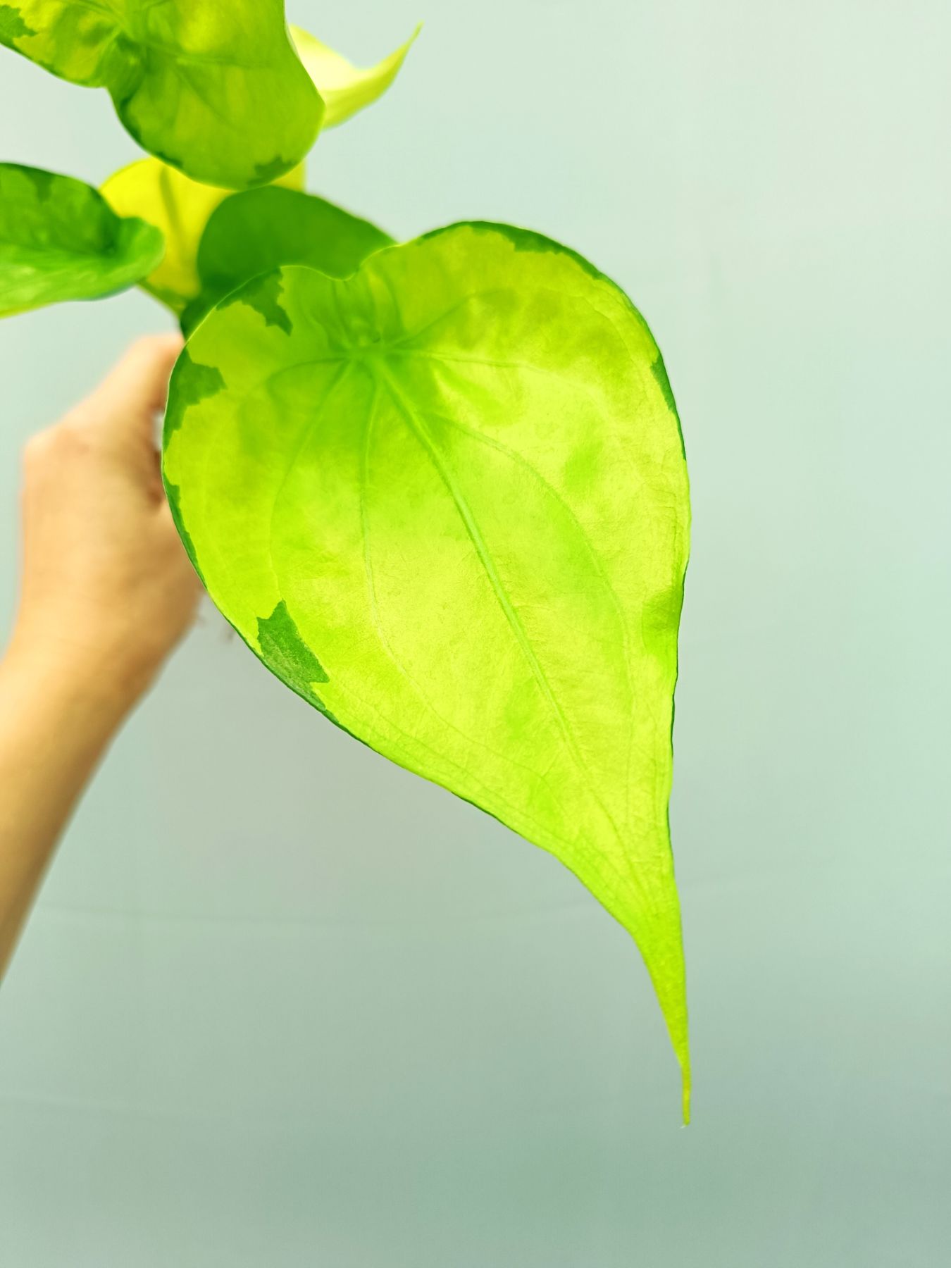Alocasia Cucullata variegata Banana Split