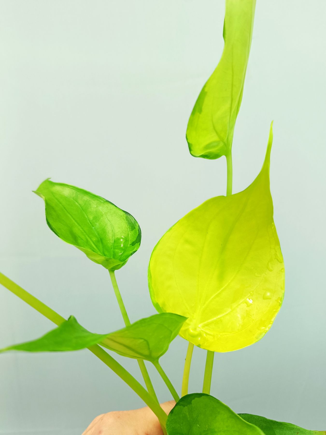 Alocasia Cucullata variegata Banana Split