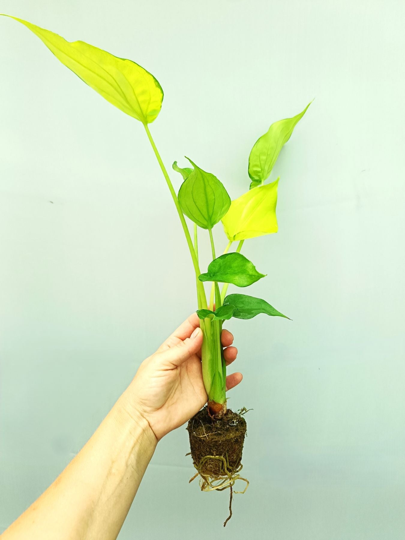 Alocasia Cucullata variegata Banana Split