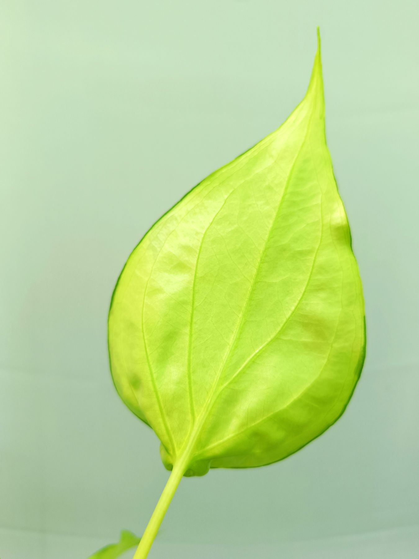 Alocasia Cucullata variegata Banana Split