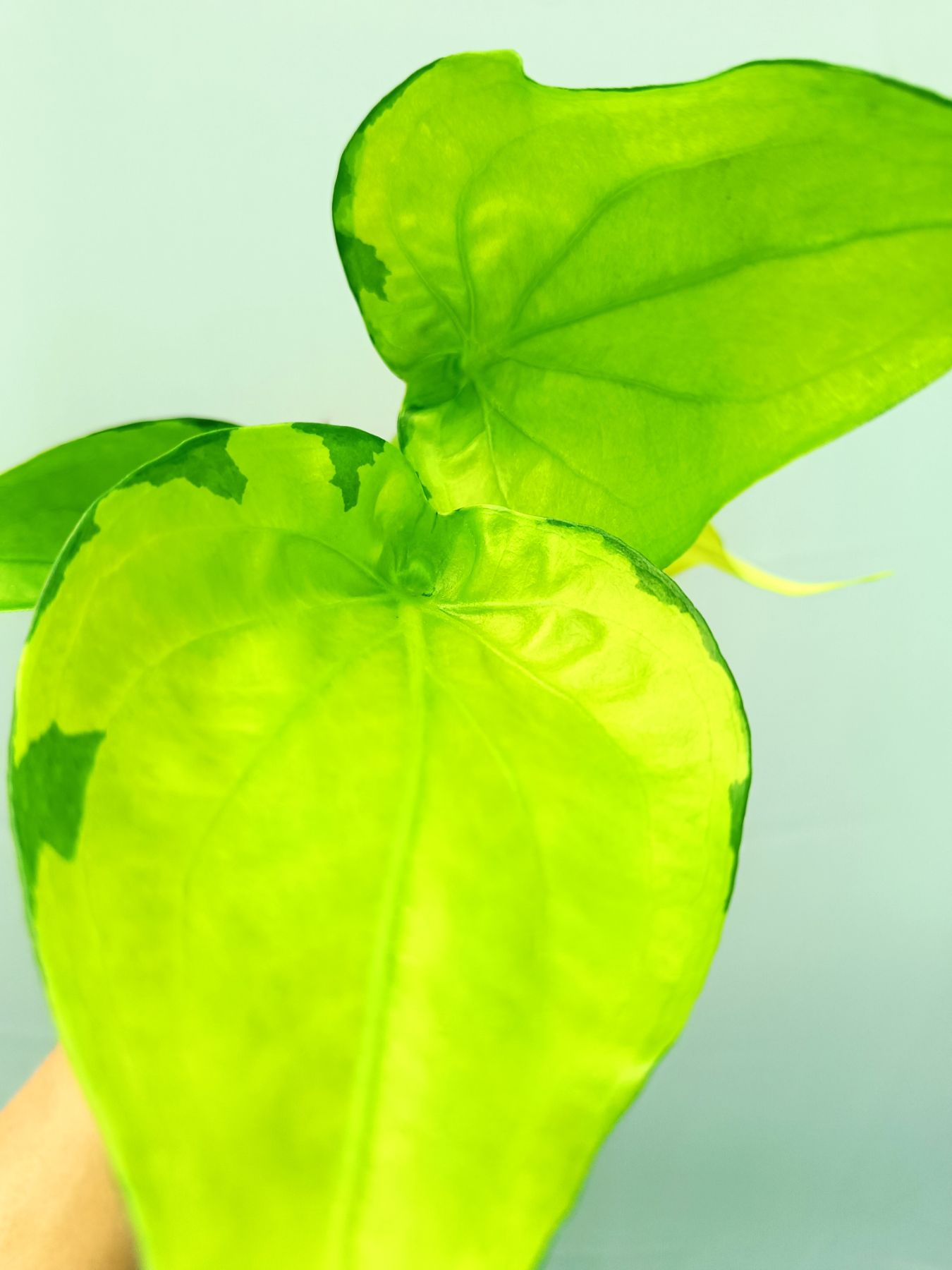 Alocasia Cucullata variegata Banana Split