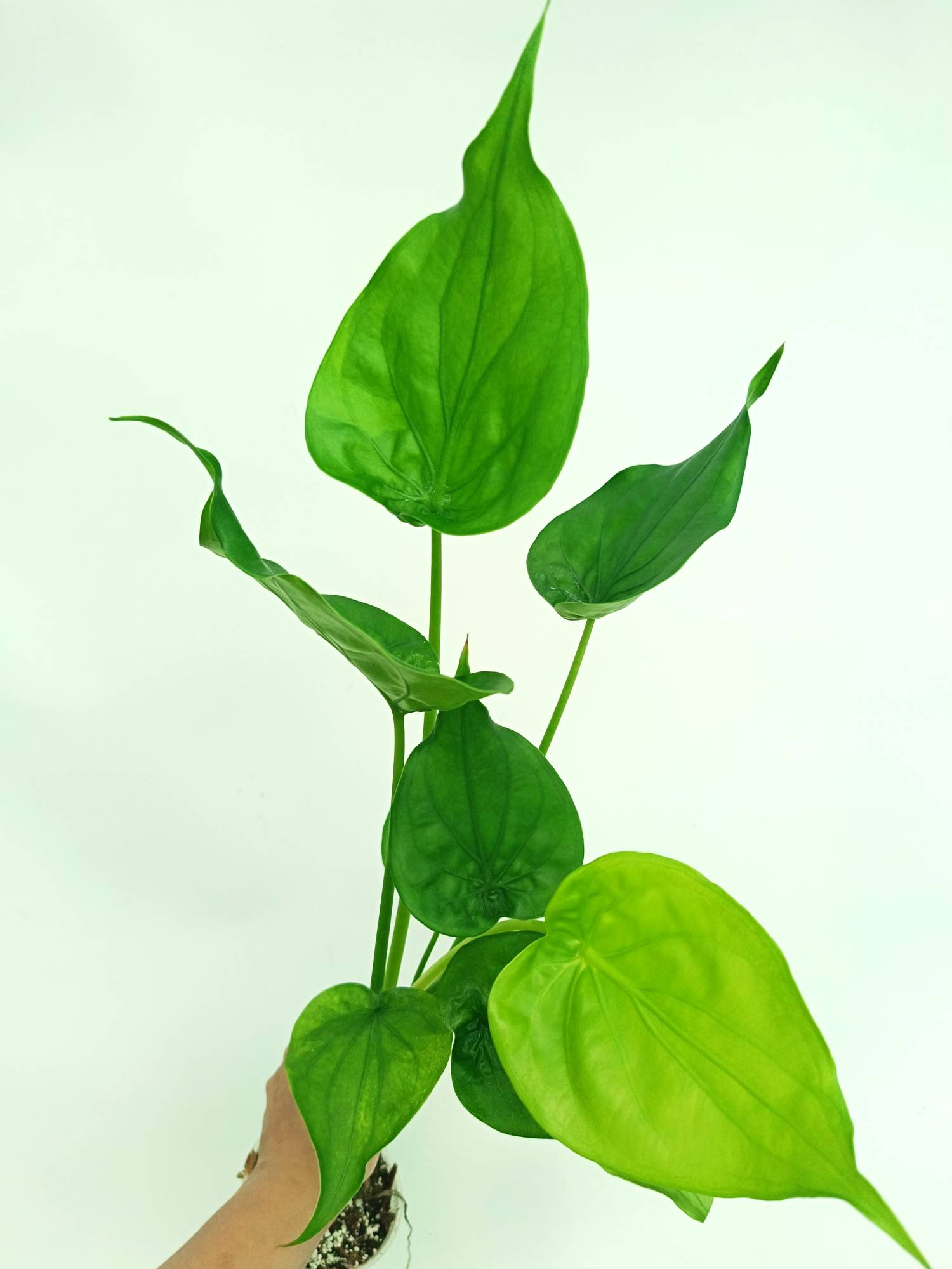 plowmanii philodendron Philodendron Plowmanii var. Citrus – Plantamani Plants main image 1