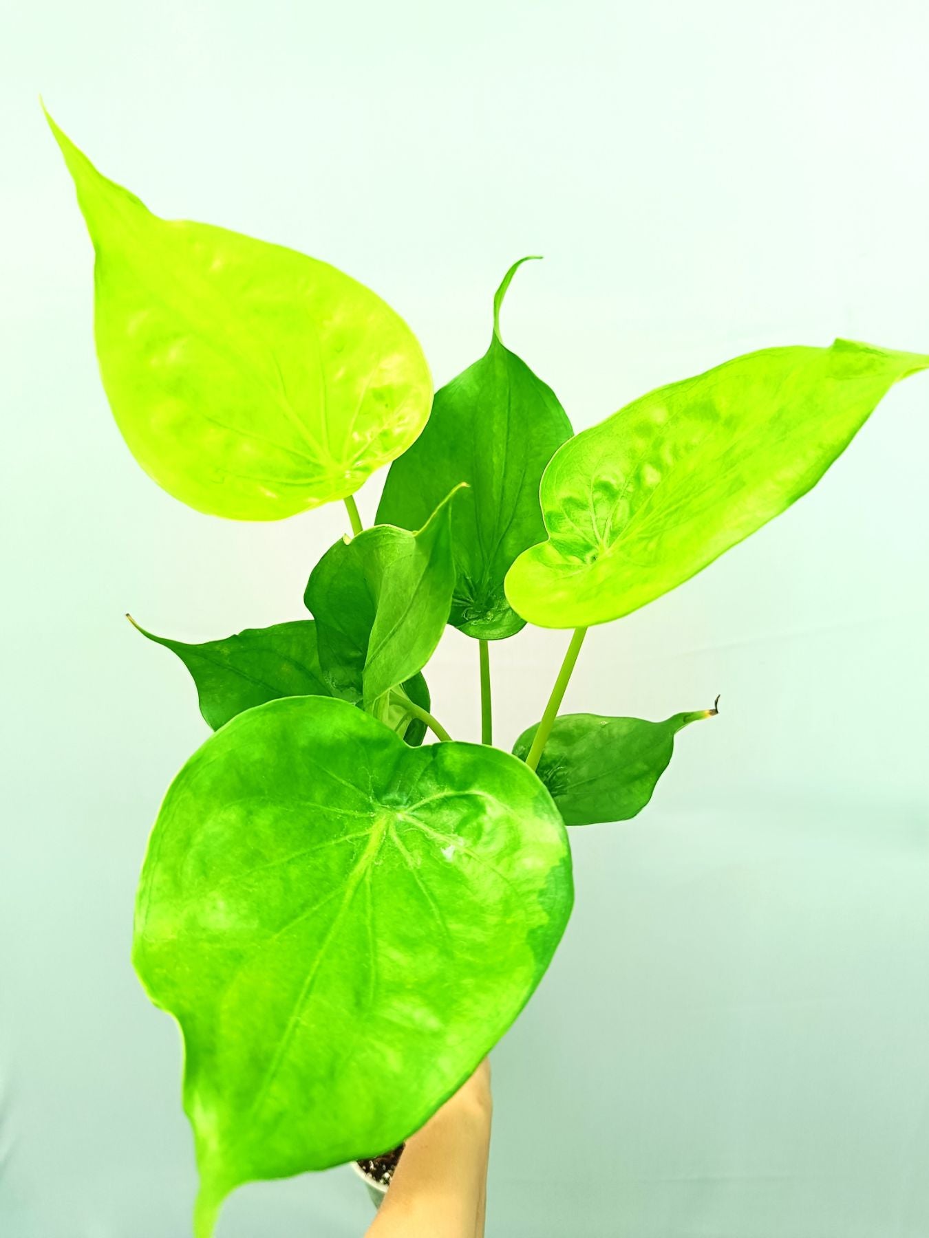 Alocasia Cucullata Yellow