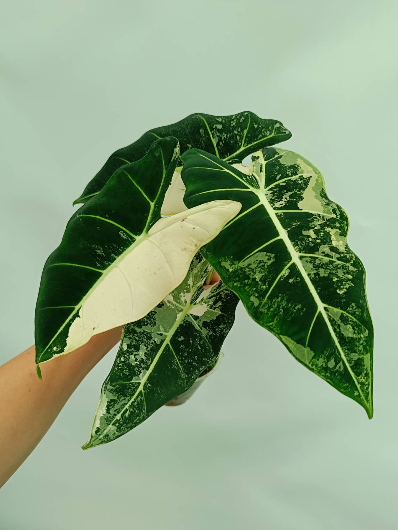 Alocasia frydek variegata