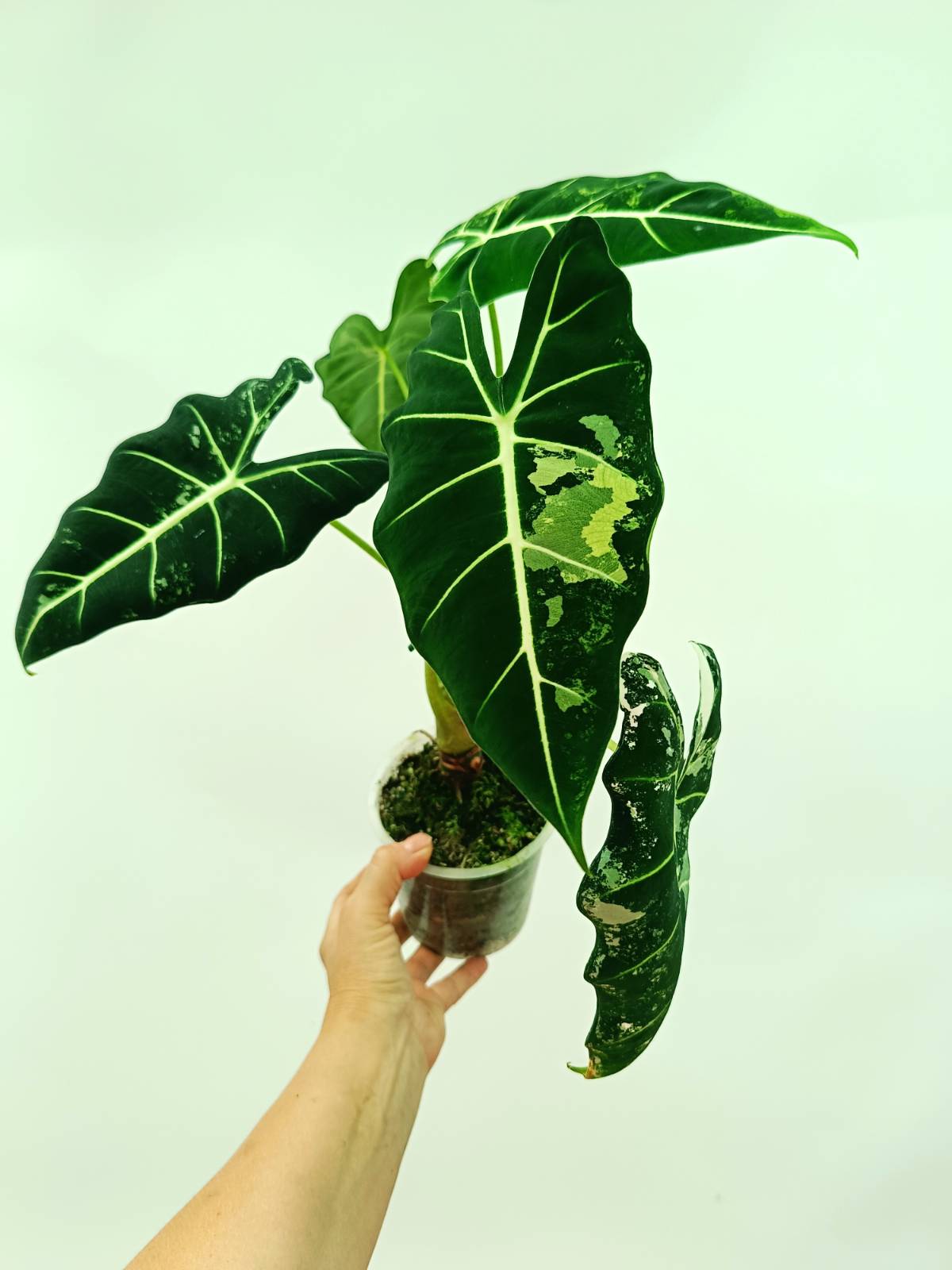 frydek variegata Alocasia Frydek Variegata