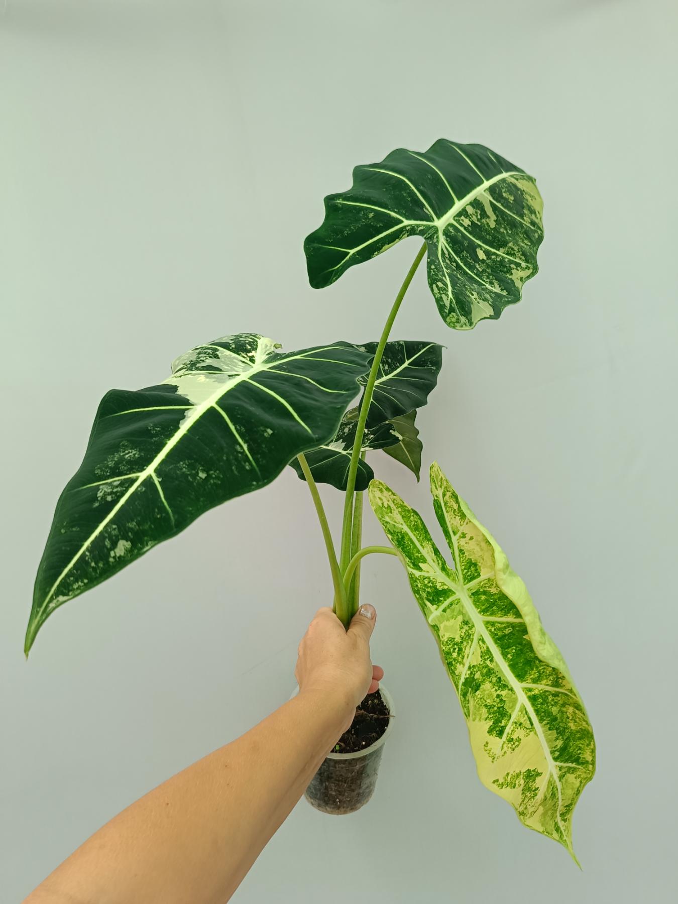 Alocasia Frydek Variegata