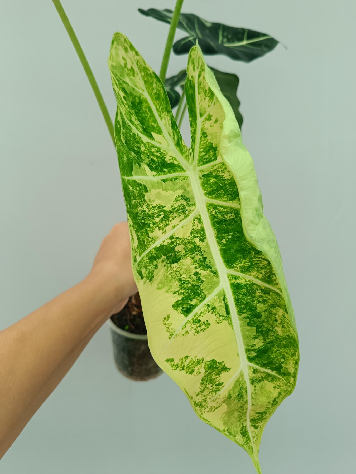 Alocasia Frydek Variegata