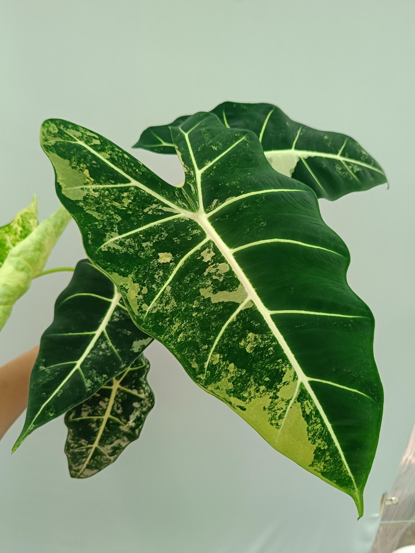 Alocasia Frydek Variegata