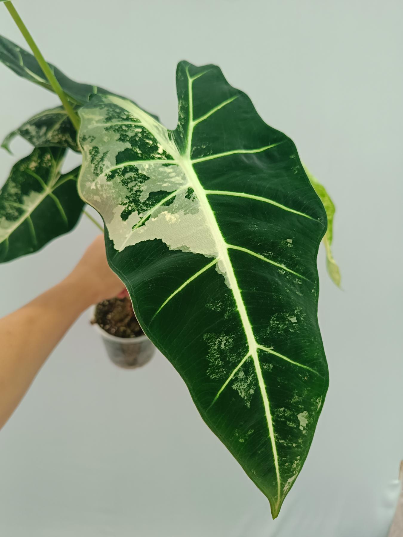 Alocasia Frydek Variegata