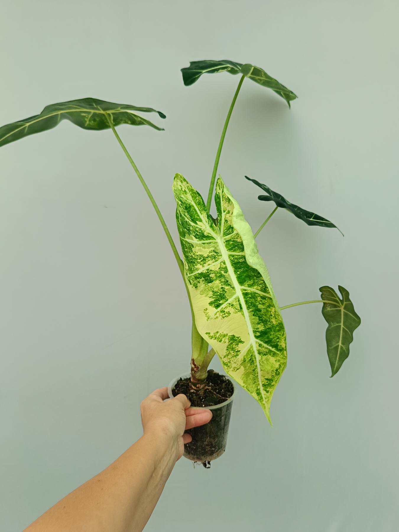 Alocasia Frydek Variegata