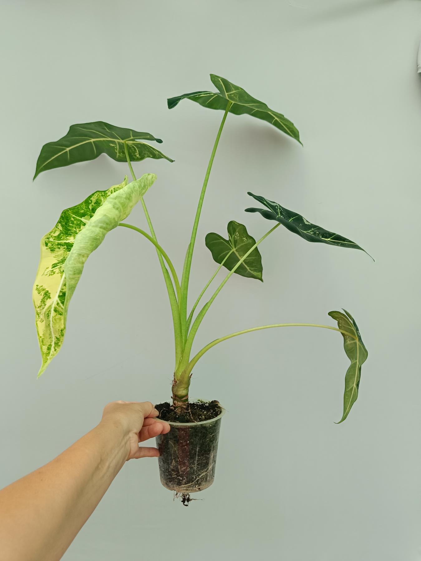 Alocasia Frydek Variegata