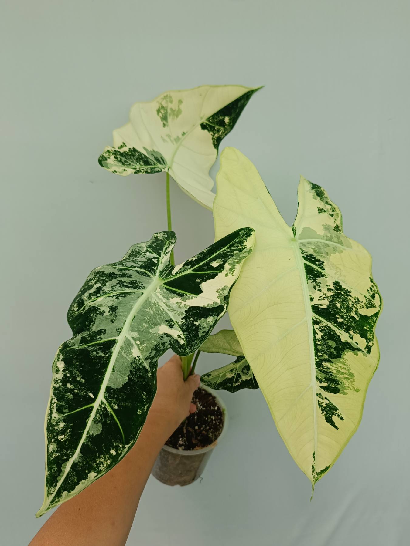 Alocasia Frydek Variegata Warum So Teuer