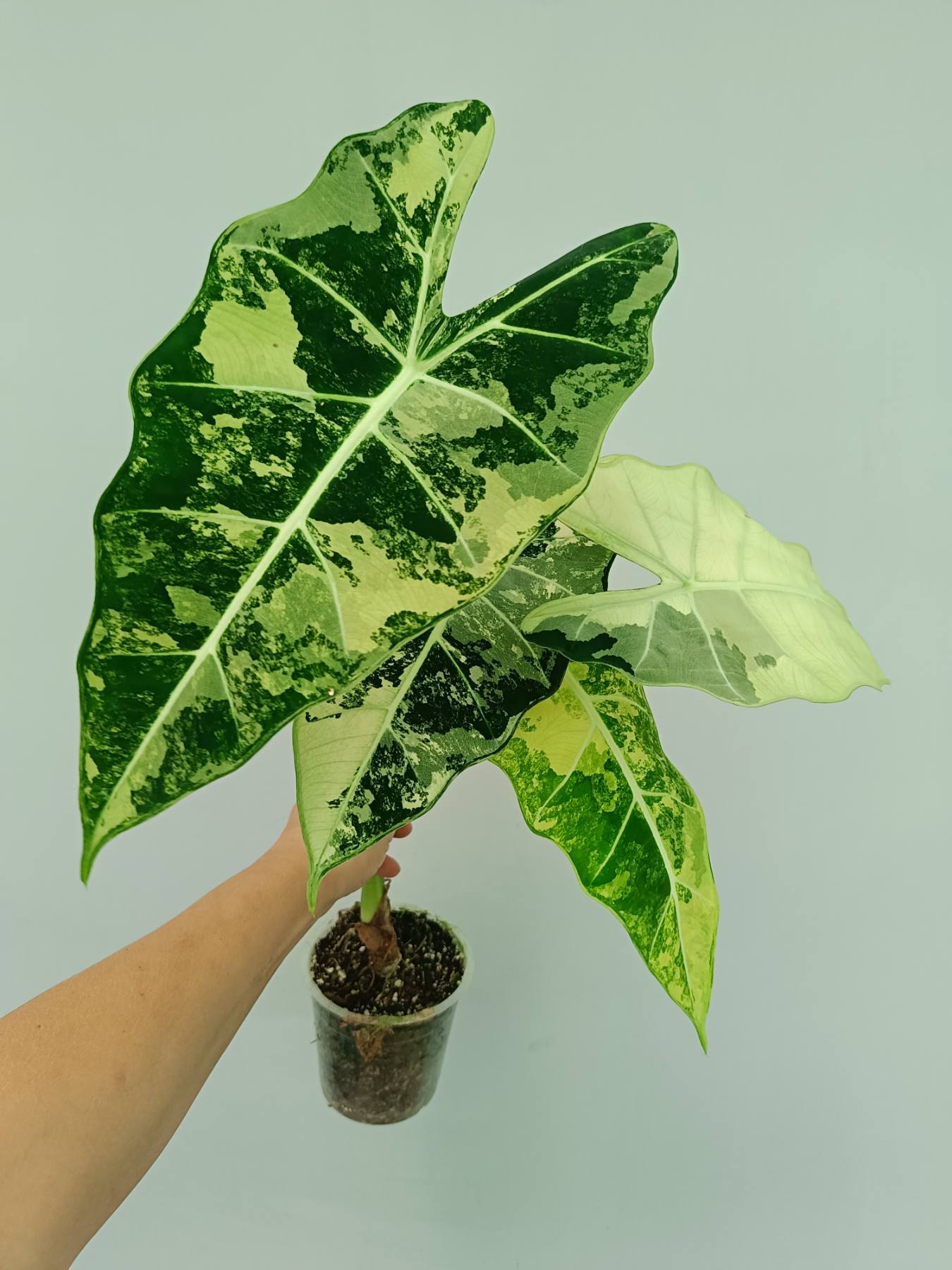 Alocasia Frydek Variegata