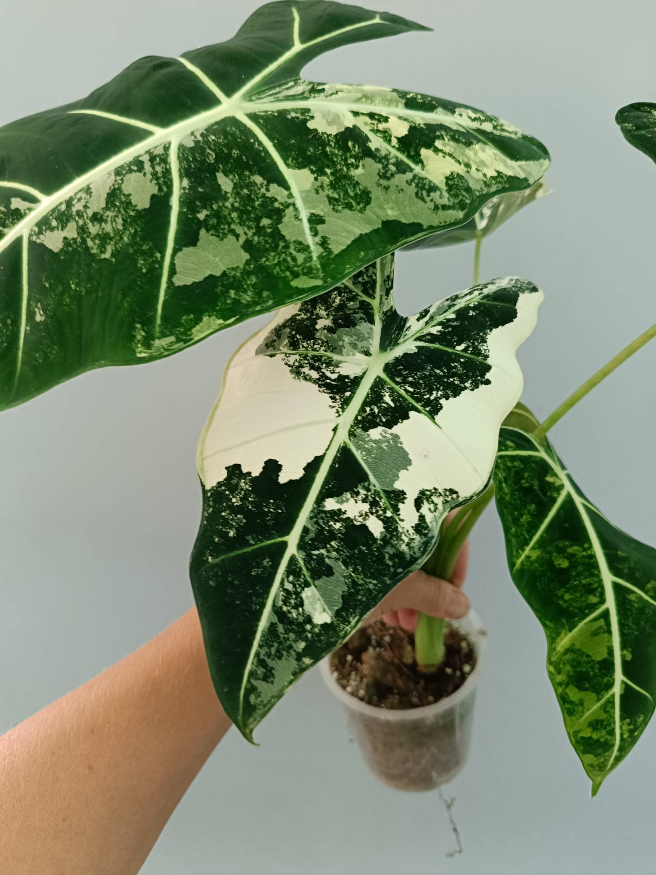alocasia frydek variegata groß Alocasia Frydek Variegata
