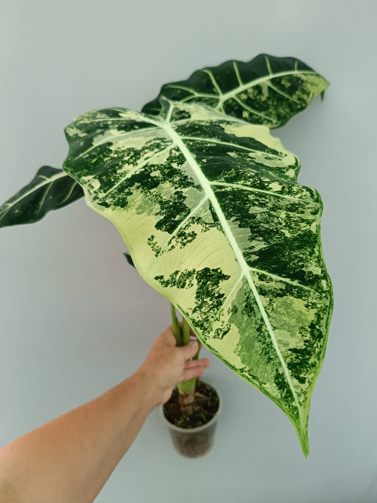 alocasia frydek variegata Alocasia Frydek Variegata XL
