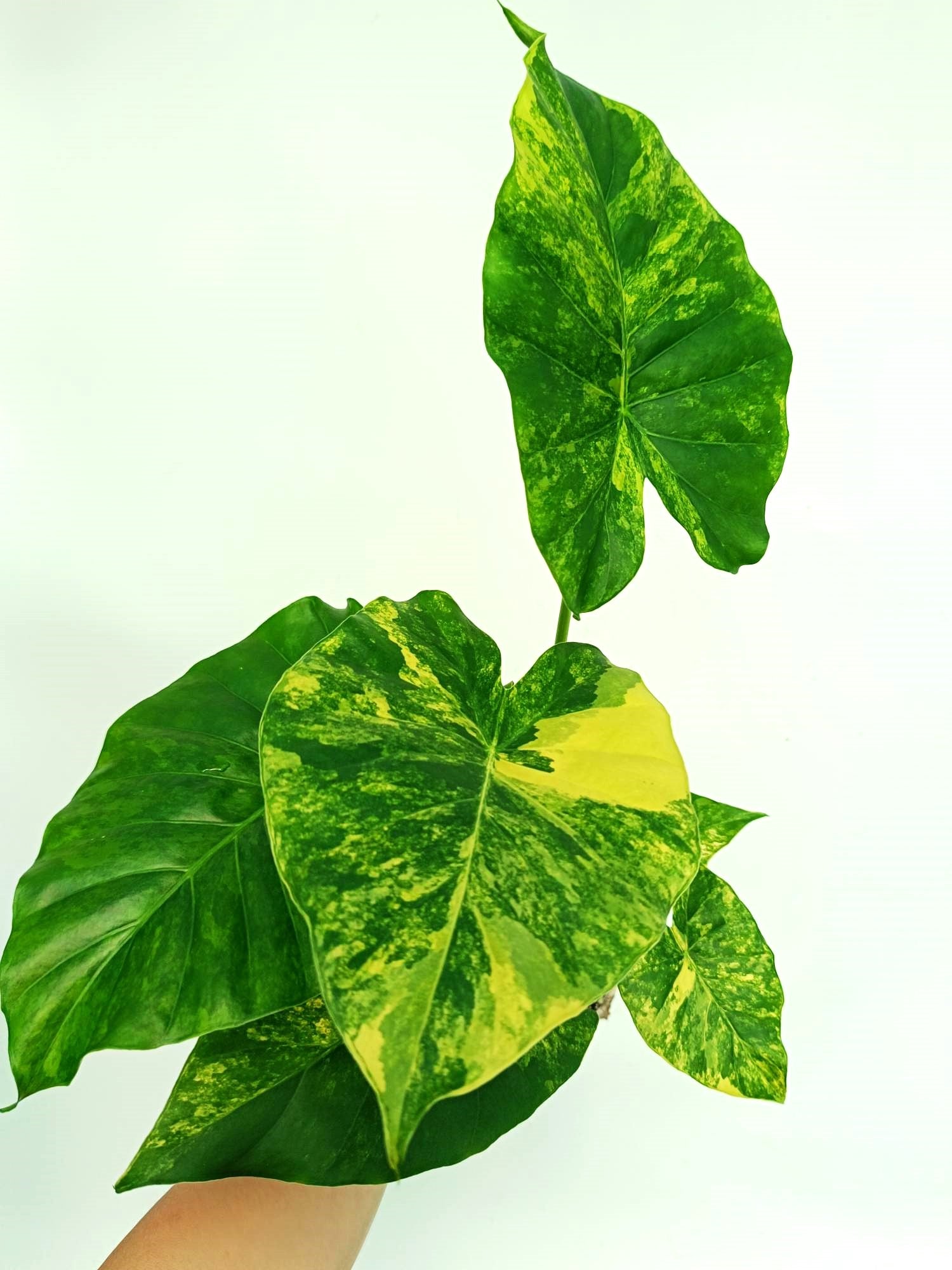 Alocasia odora variegata aurea