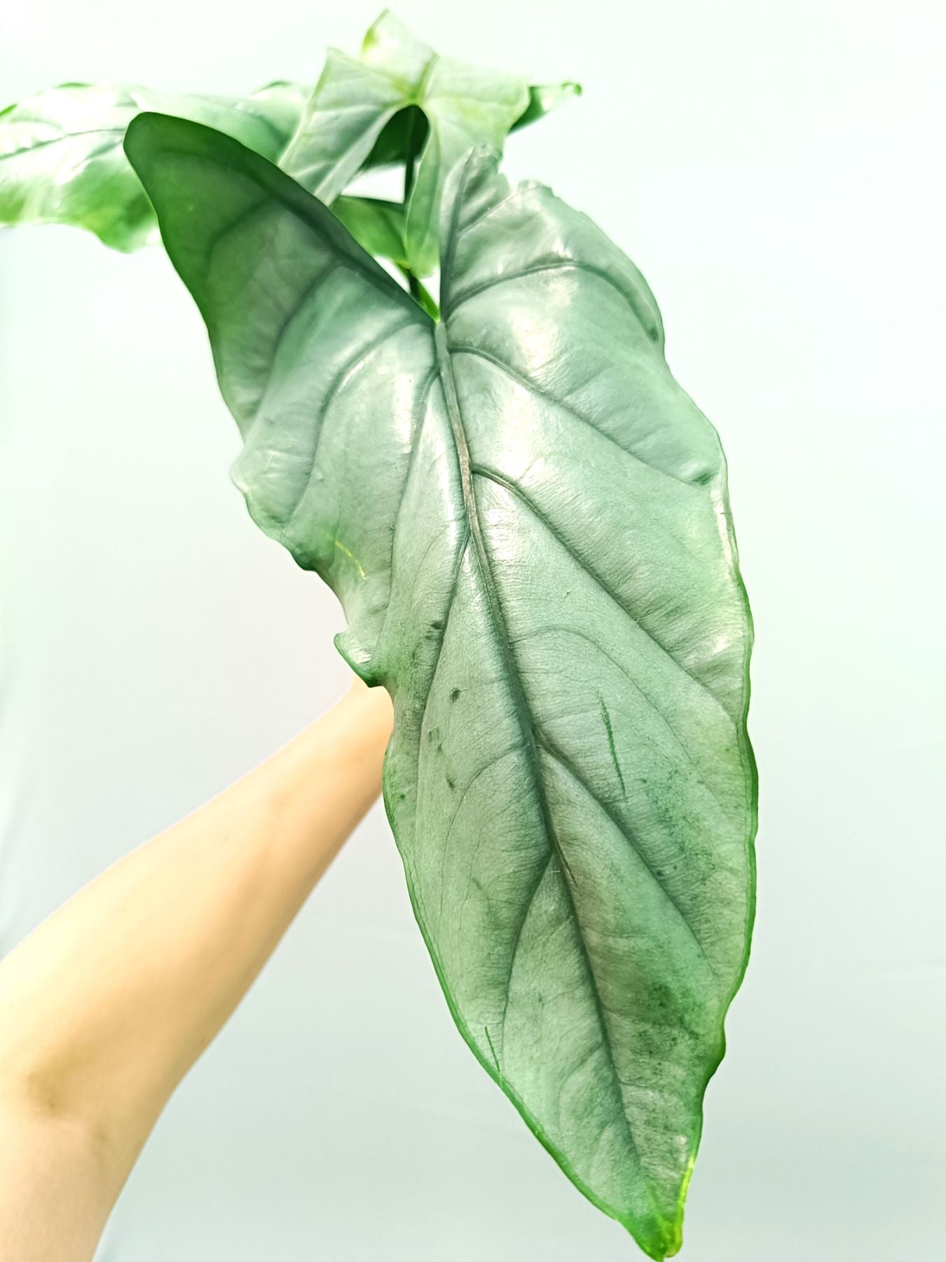 Alocasia Heterophylla Silver