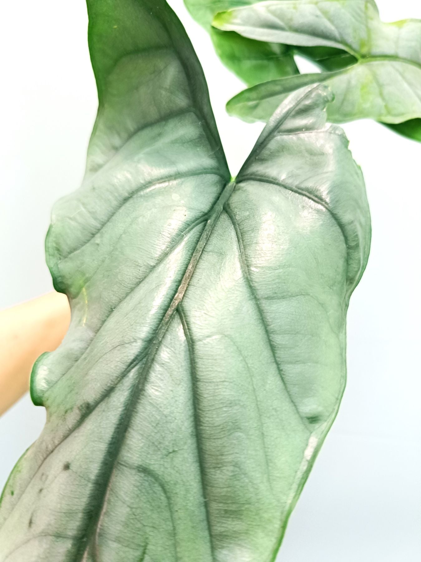 Alocasia Heterophylla Silver