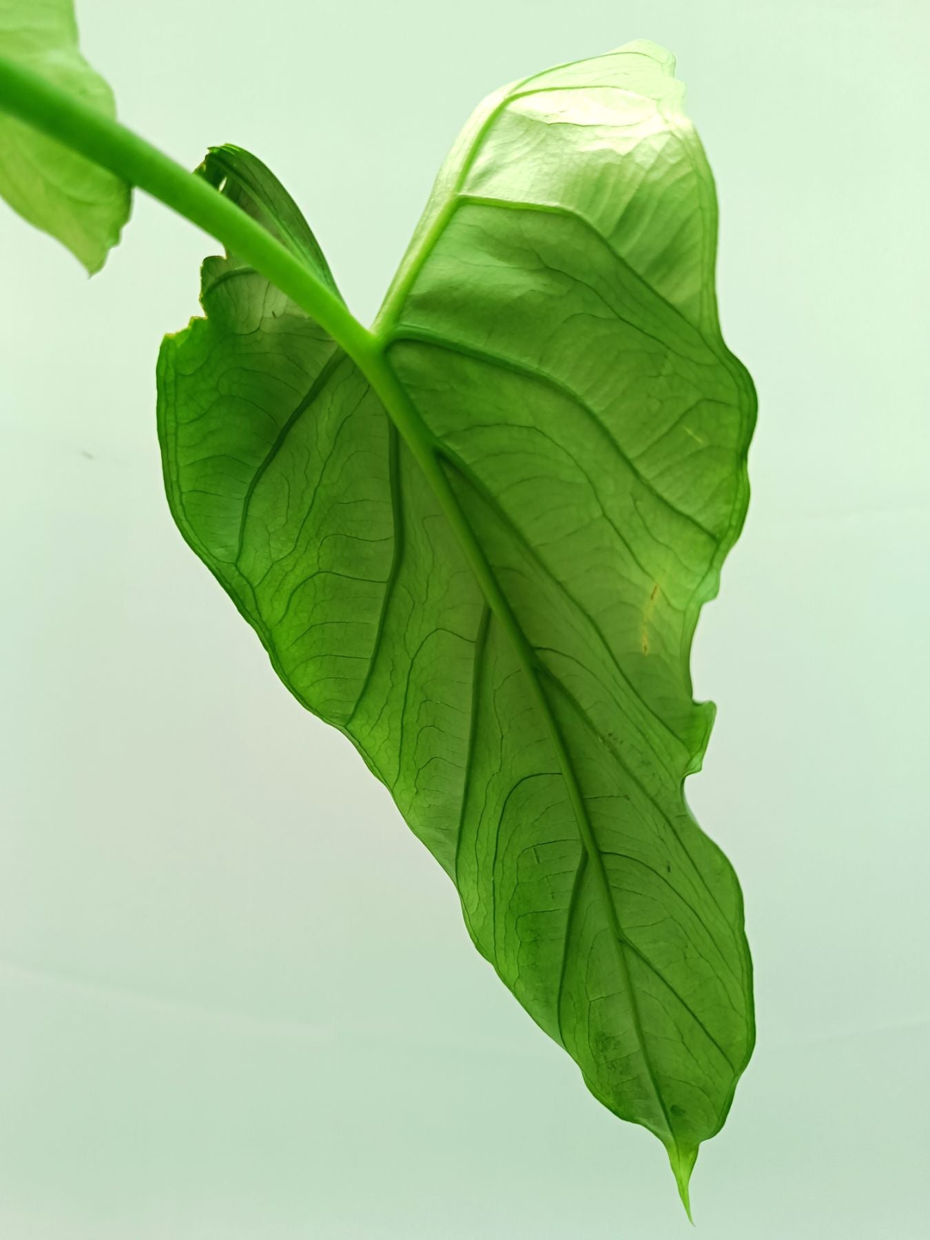 Alocasia Heterophylla Silver