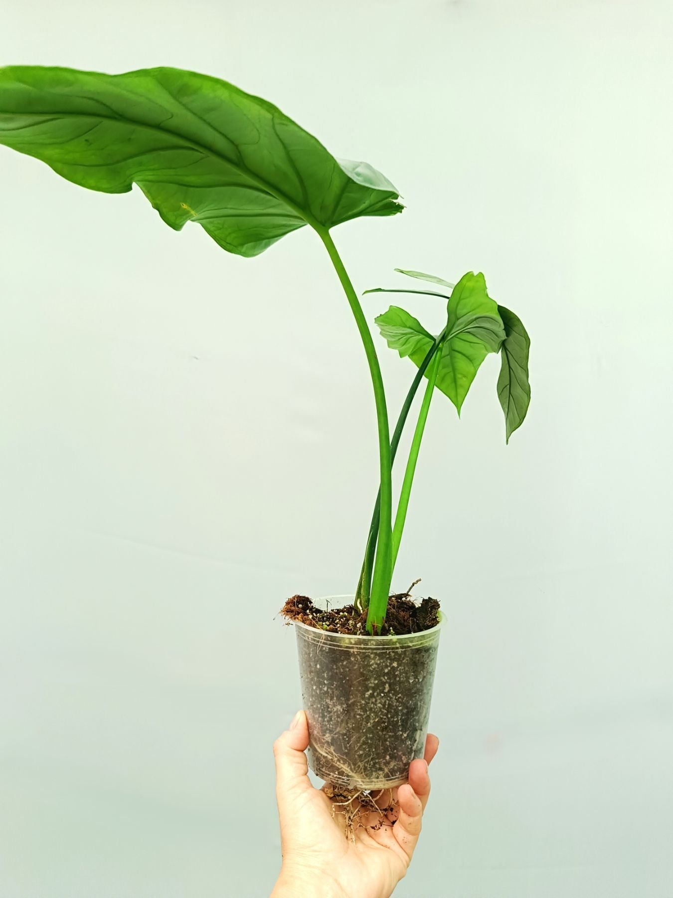 Alocasia Heterophylla Silver
