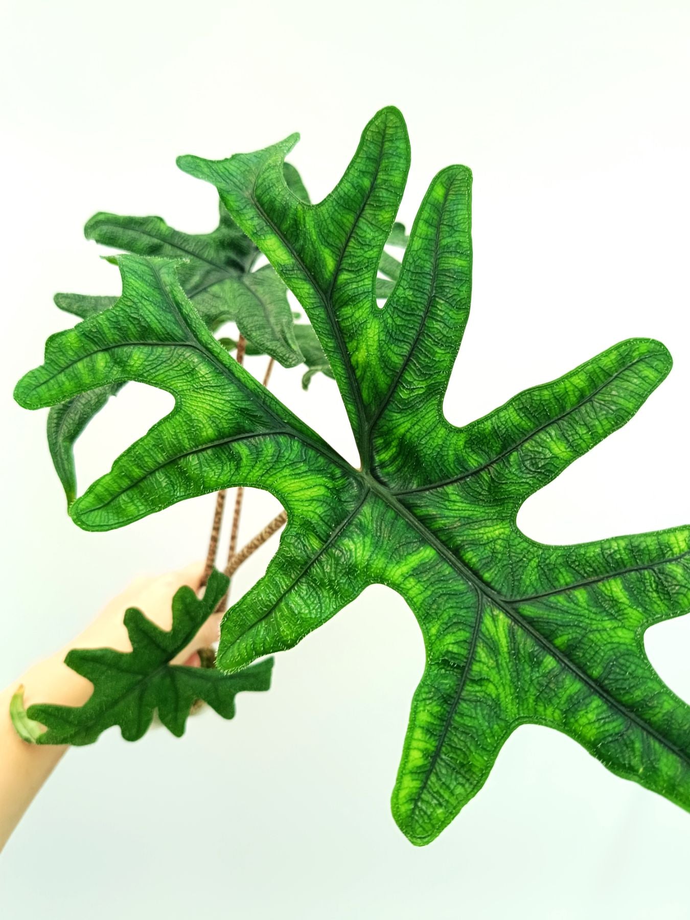 Alocasia Jacklin