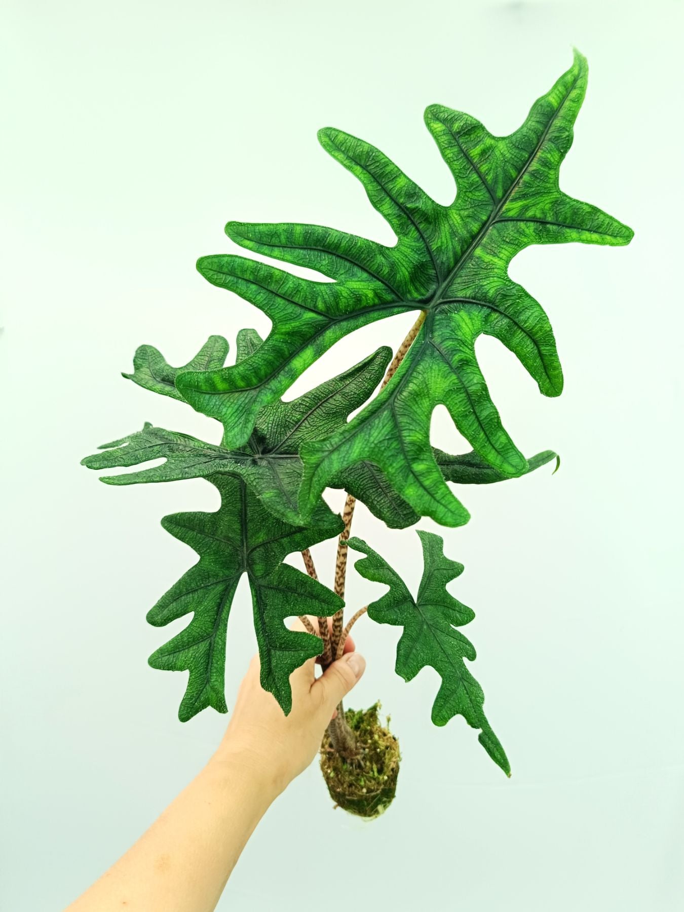 Alocasia Jacklin