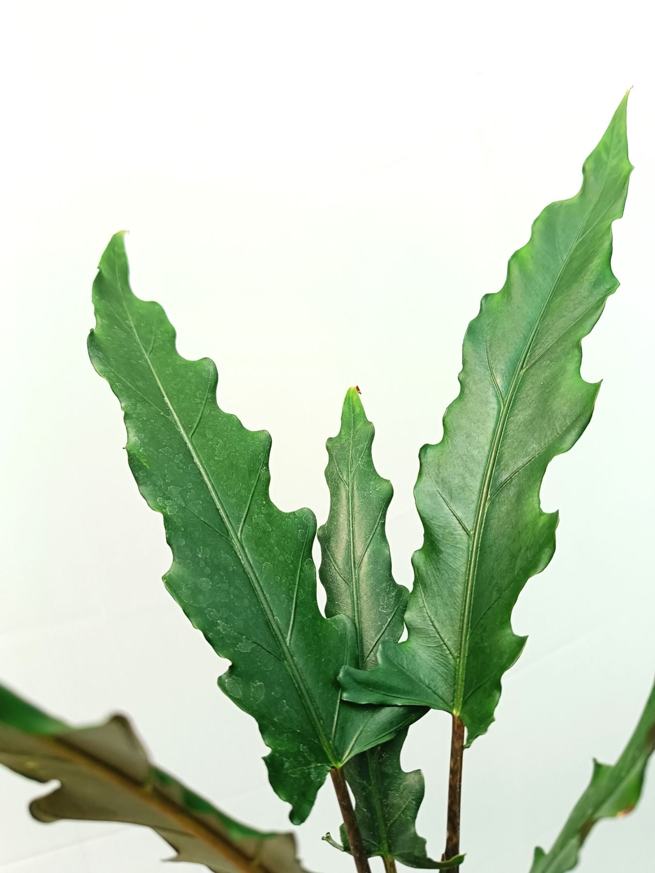 Alocasia Lauterbachiana | Welovetropicalplants
