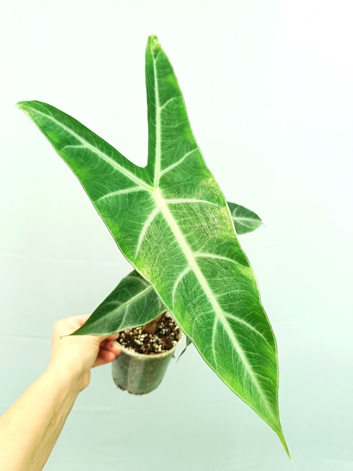 Alocasia Longiloba Lowii Complex (young plant) | Welovetropicalplants