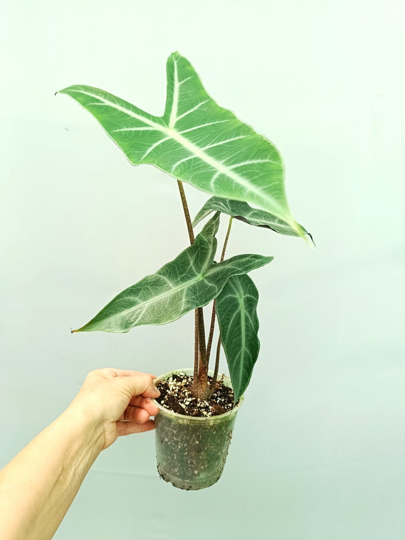 Alocasia Longiloba Lowii Complex