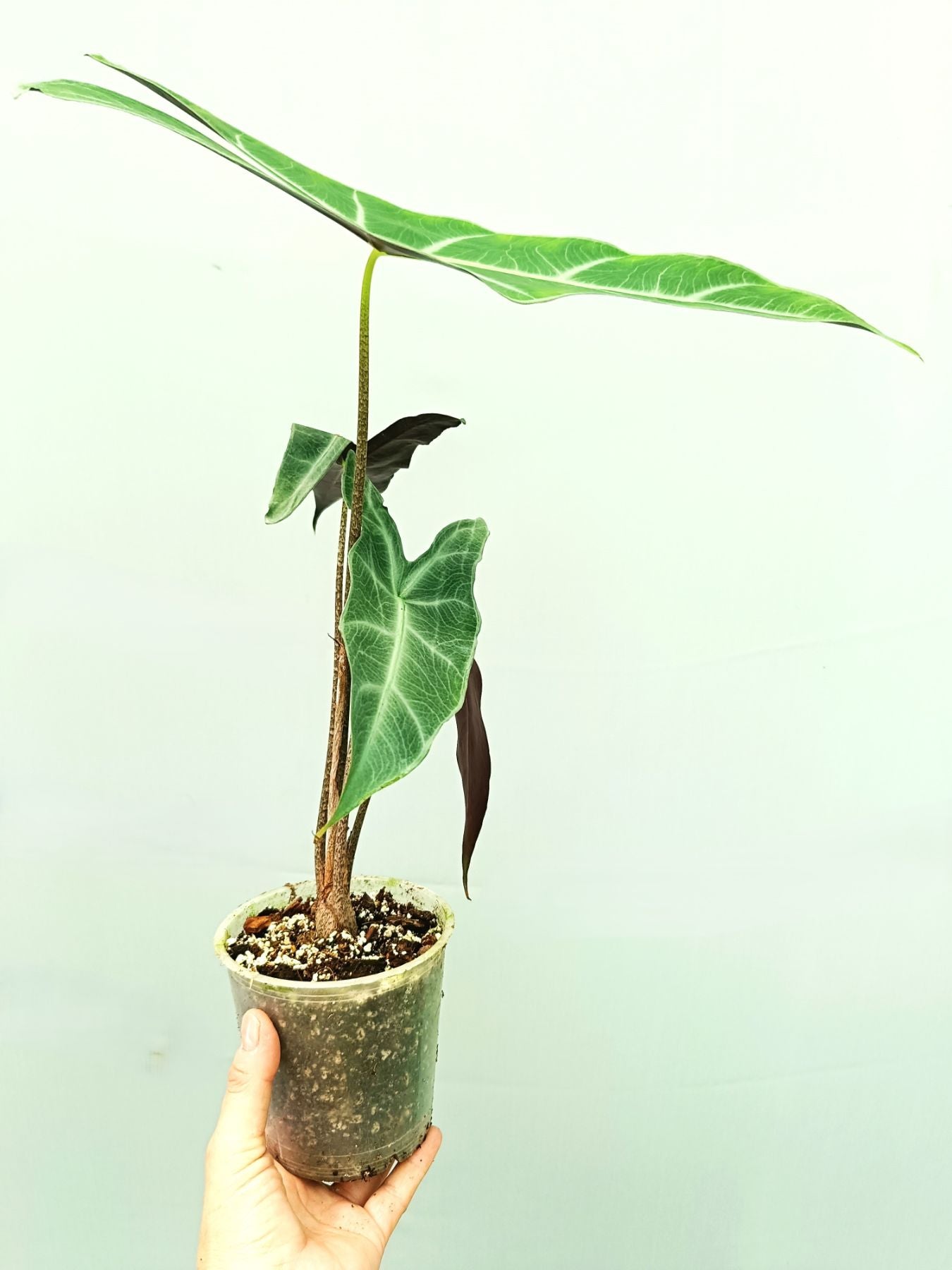 Alocasia Longiloba Lowii Complex