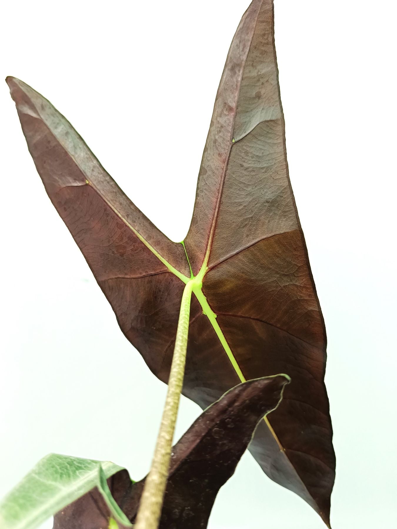 Alocasia Longiloba Lowii Complex