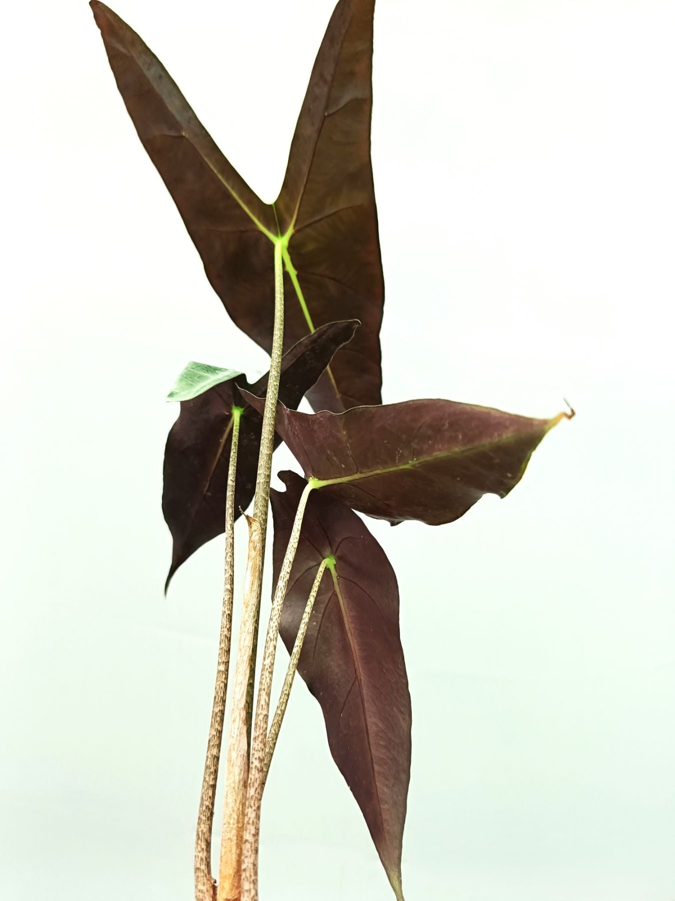 Alocasia Longiloba Lowii Complex