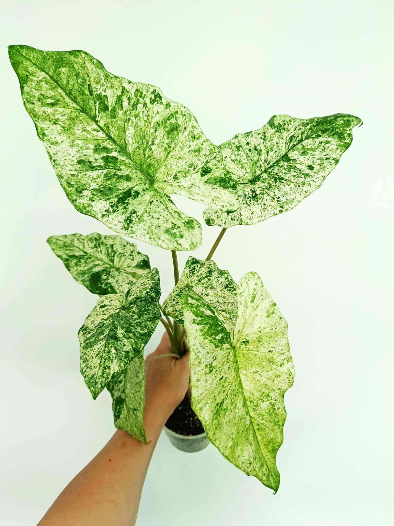 alocasia dragon scale variegata 4