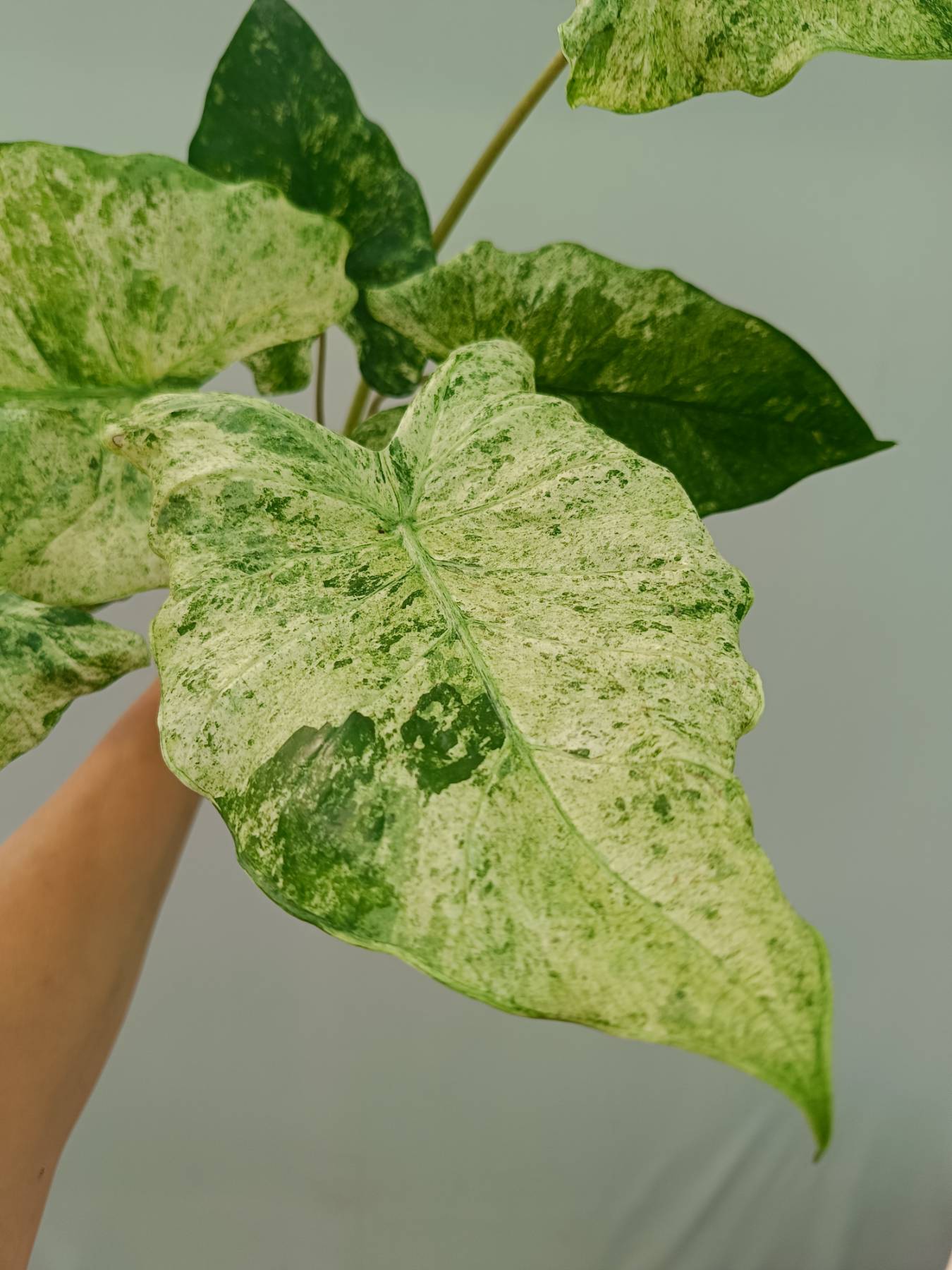 Alocasia Macrorrhiza Variegata