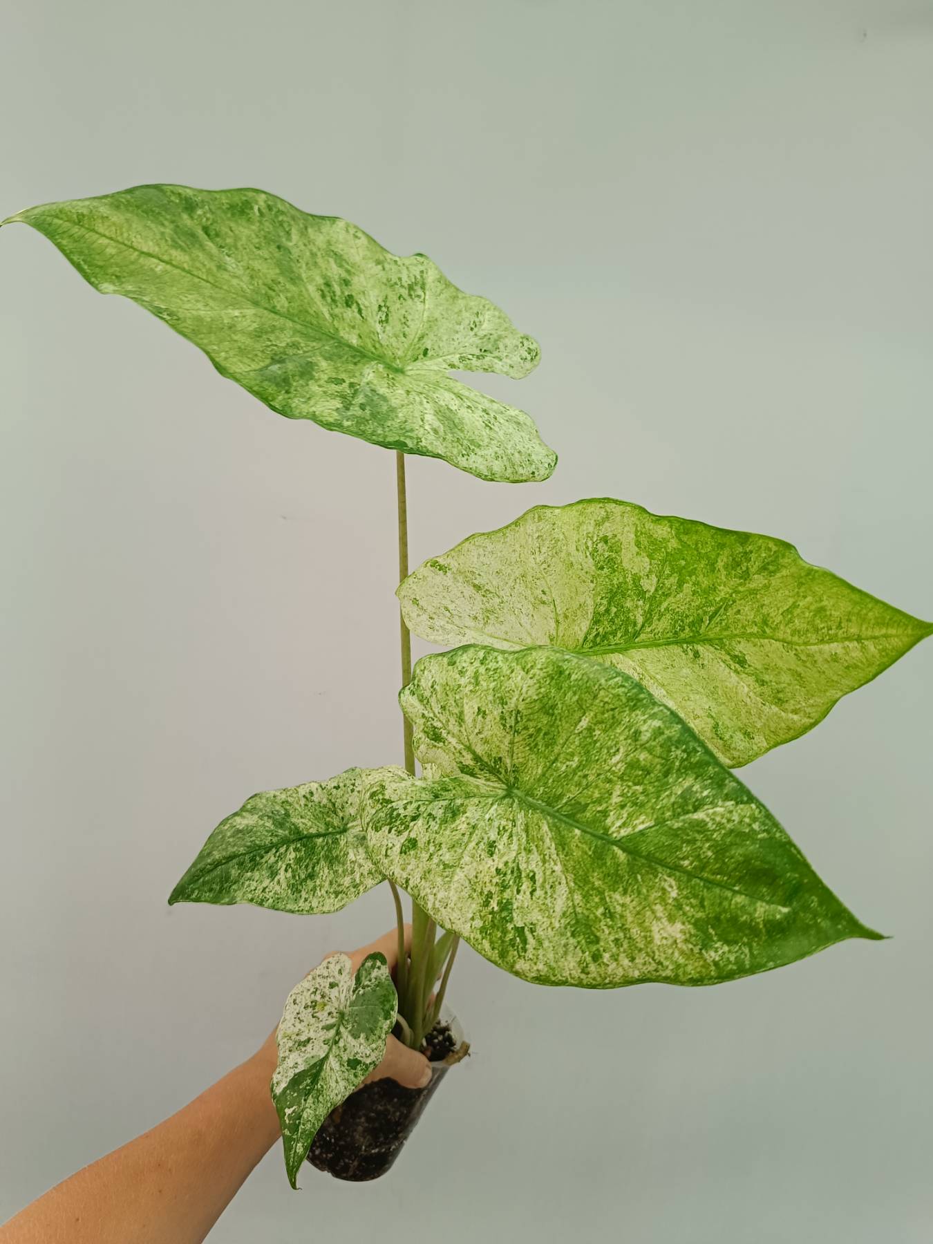 Alocasia Macrorrhiza Variegata