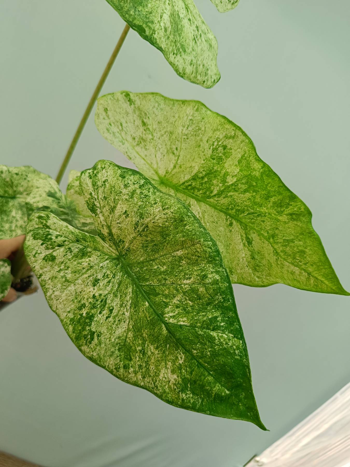 Alocasia Macrorrhiza Variegata