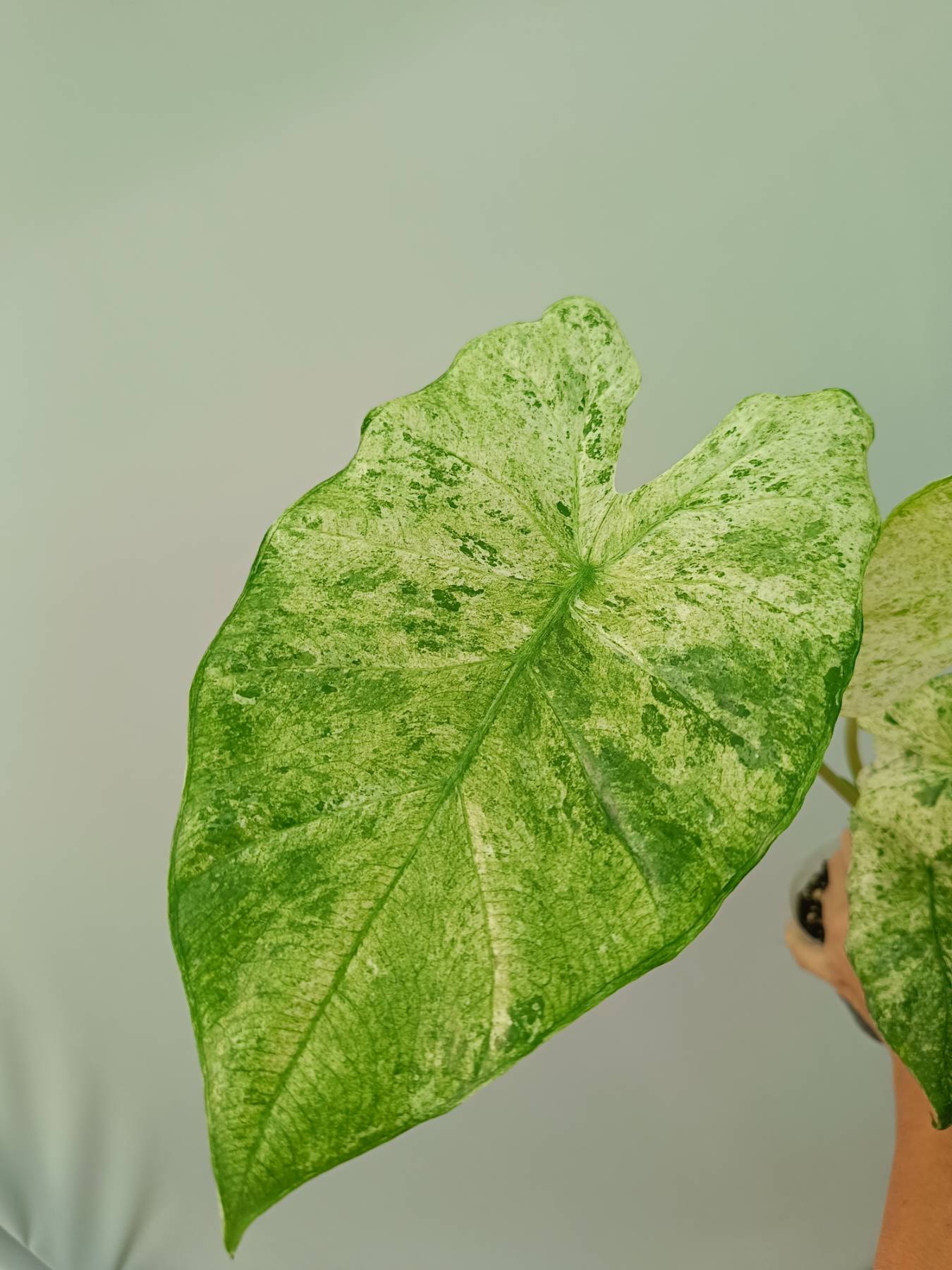 Alocasia Macrorrhiza Variegata