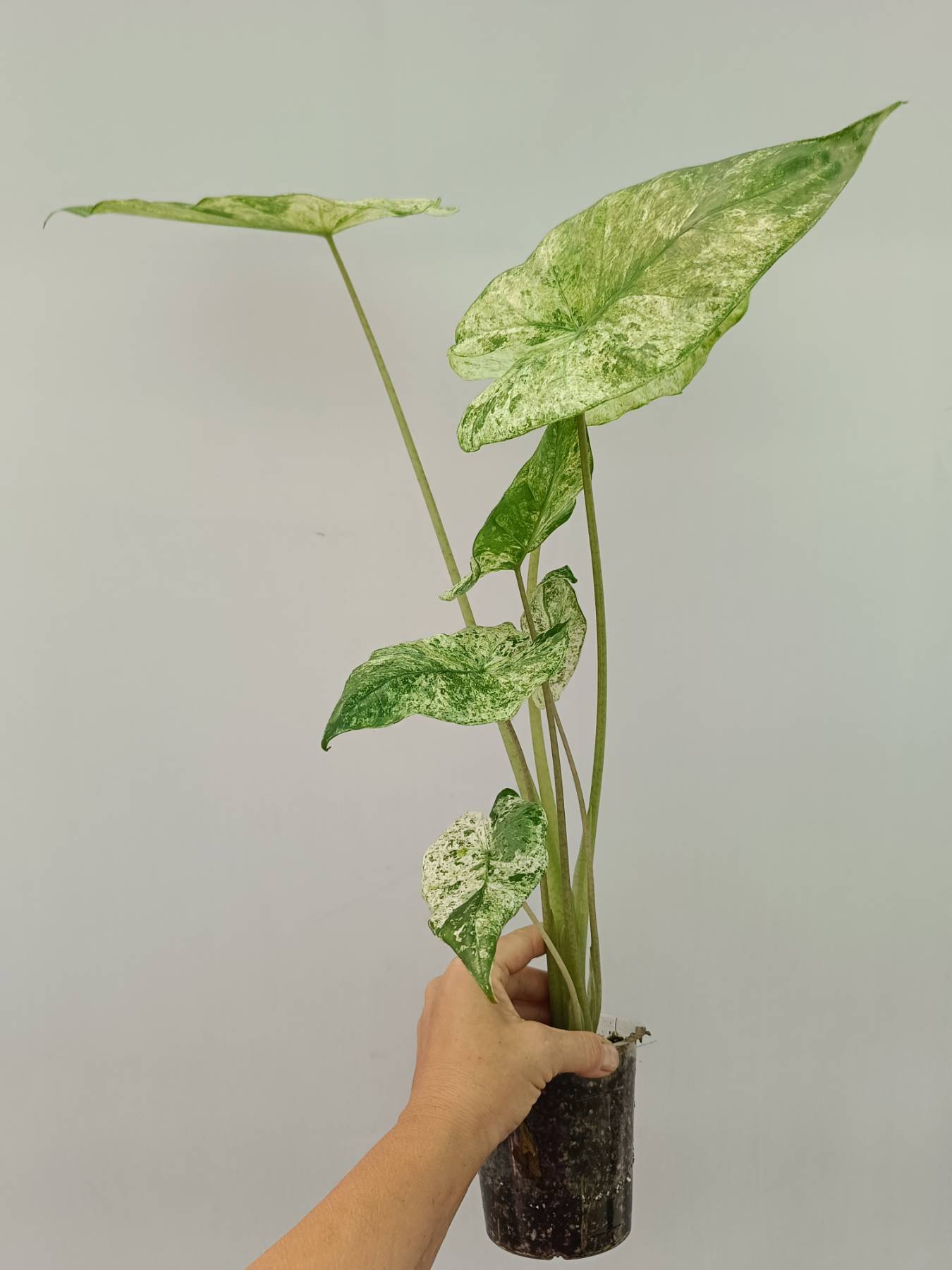 Alocasia Macrorrhiza Variegata