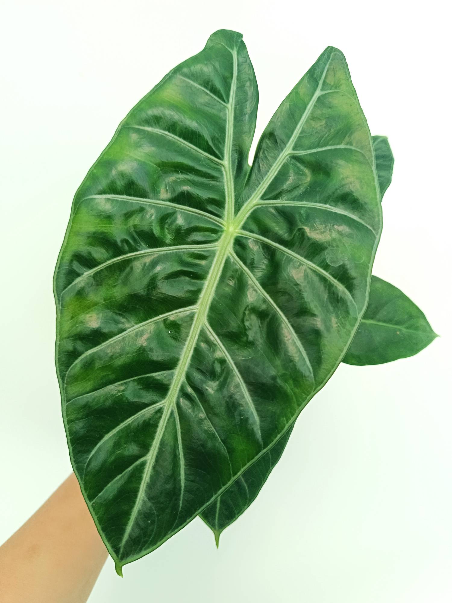 Alocasia Morocco Pink Dragon | Welovetropicalplants