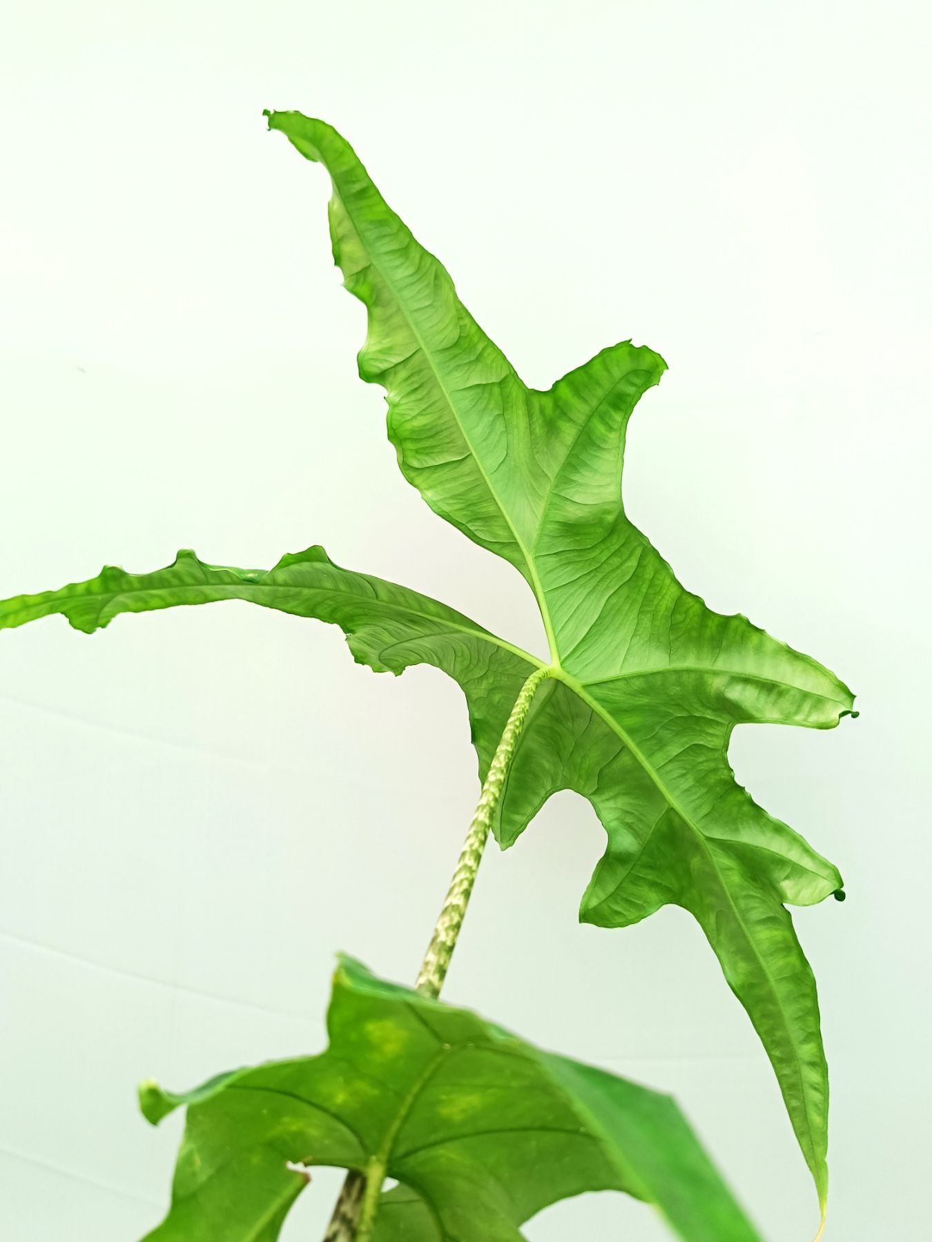 Alocasia Nycteris Batwing
