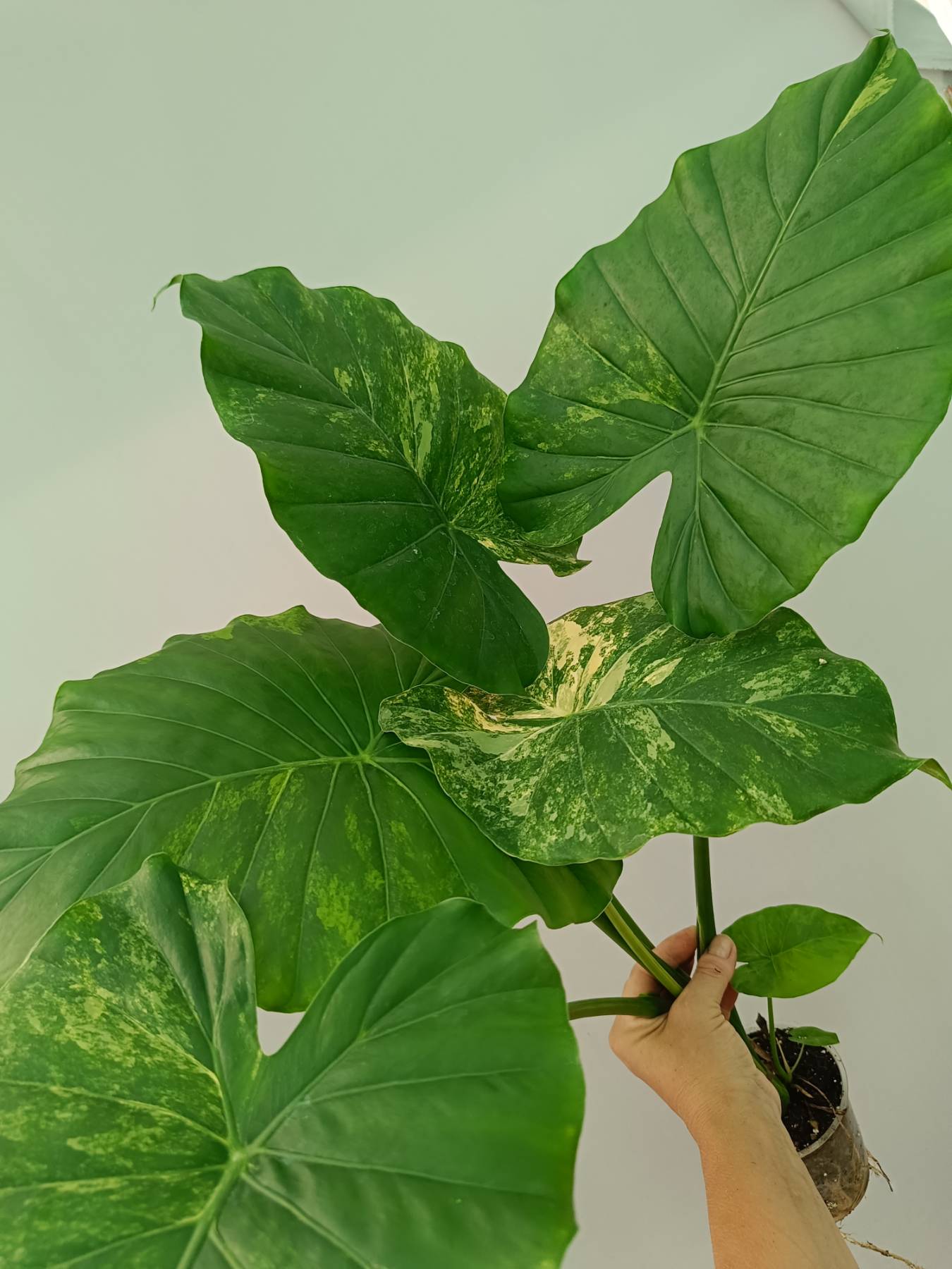 alocasia odora variegata Alocasia Odora Variegata Aurea