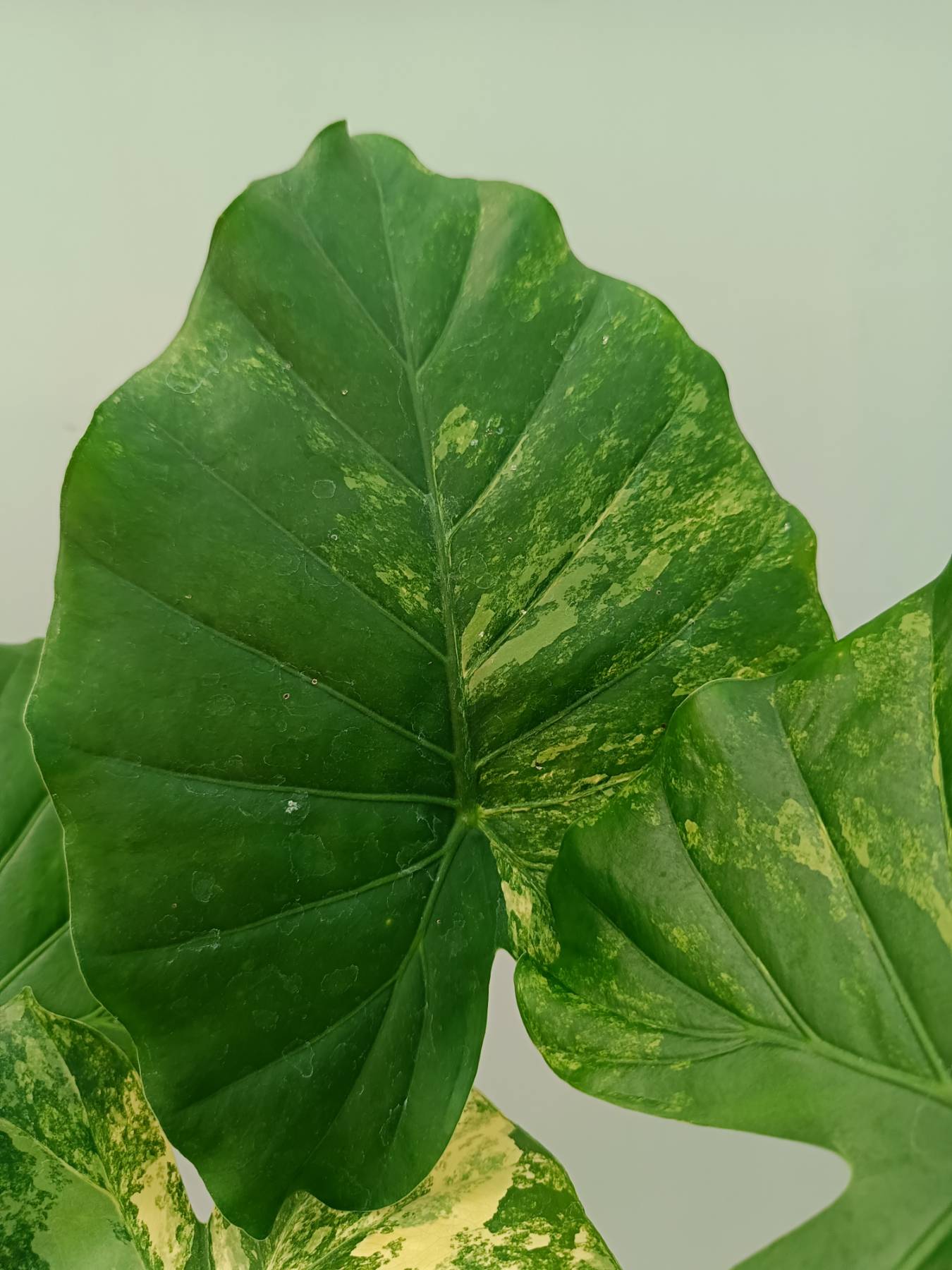 Alocasia Odora Variegata Aurea