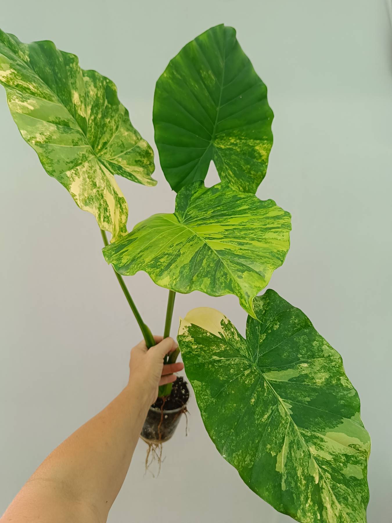 alocasia variegata kaufen Alocasia Odora Variegata Aurea