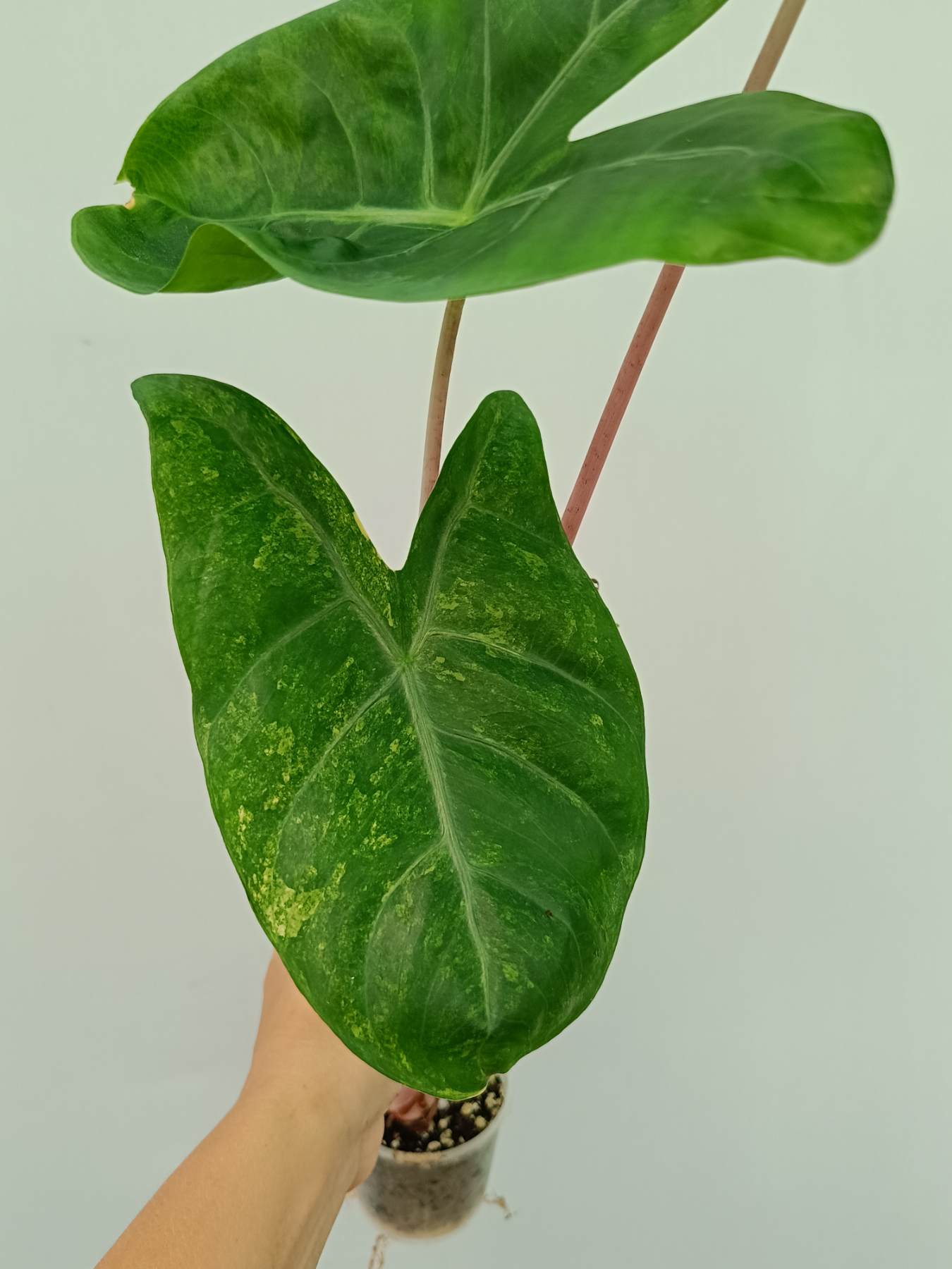 Alocasia Pink Dragon Variegata