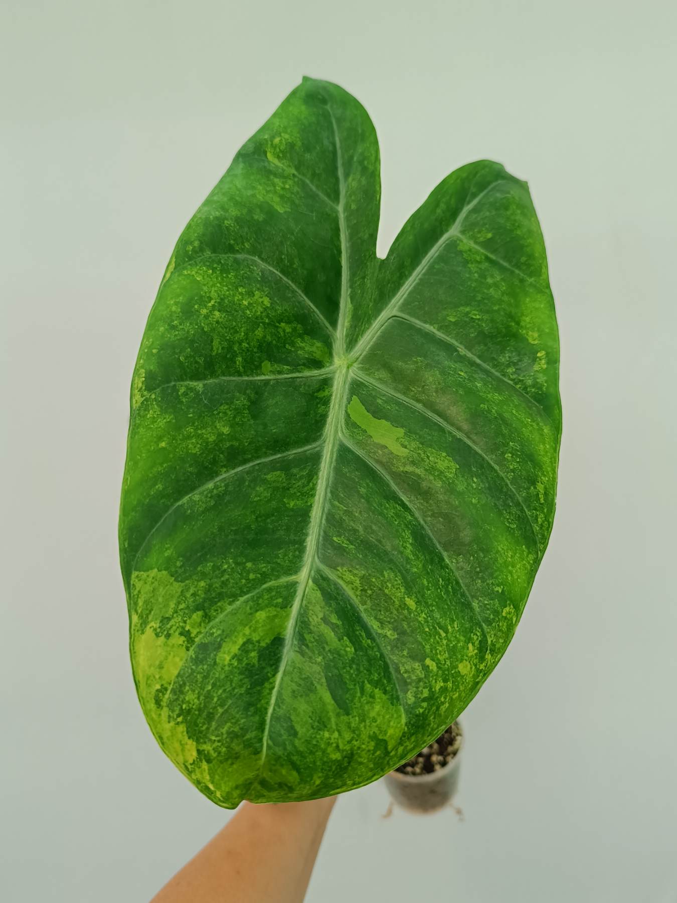 sansevieria preis Sansevieria Moonshine ca 50 cm Bogenhanf Zimmerpflanze Schwiegermutter –  Blumen-Senf® main image 1