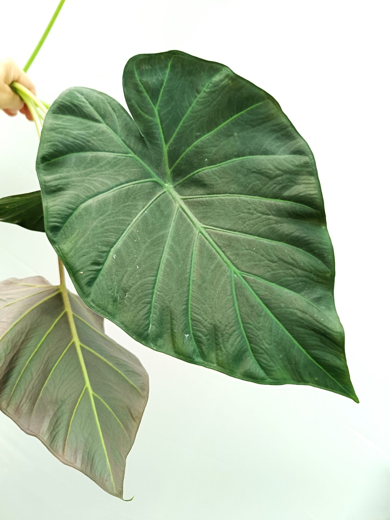 philodendron regal shield Alocasia Regal Shields
