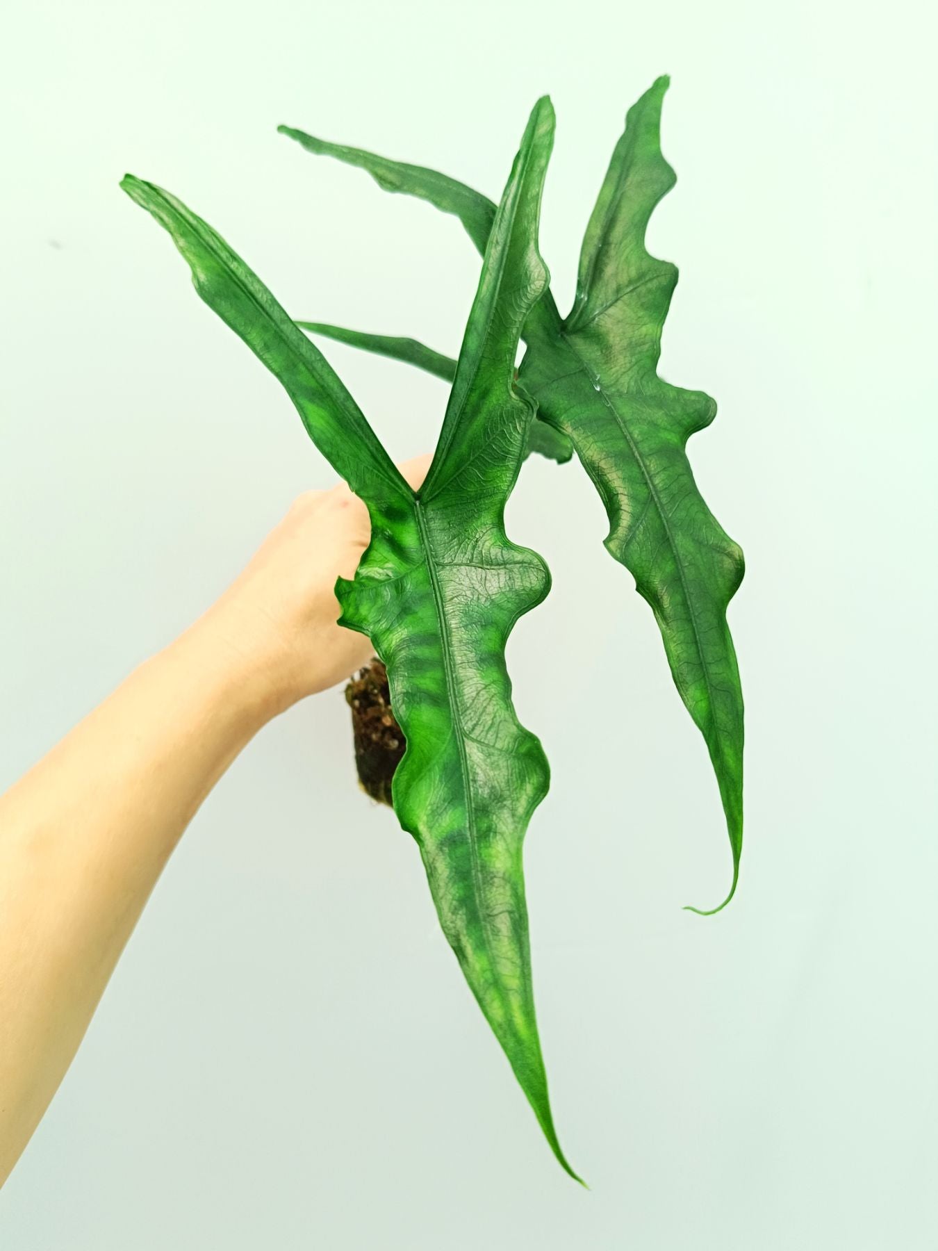 Alocasia Sabrina Narrow