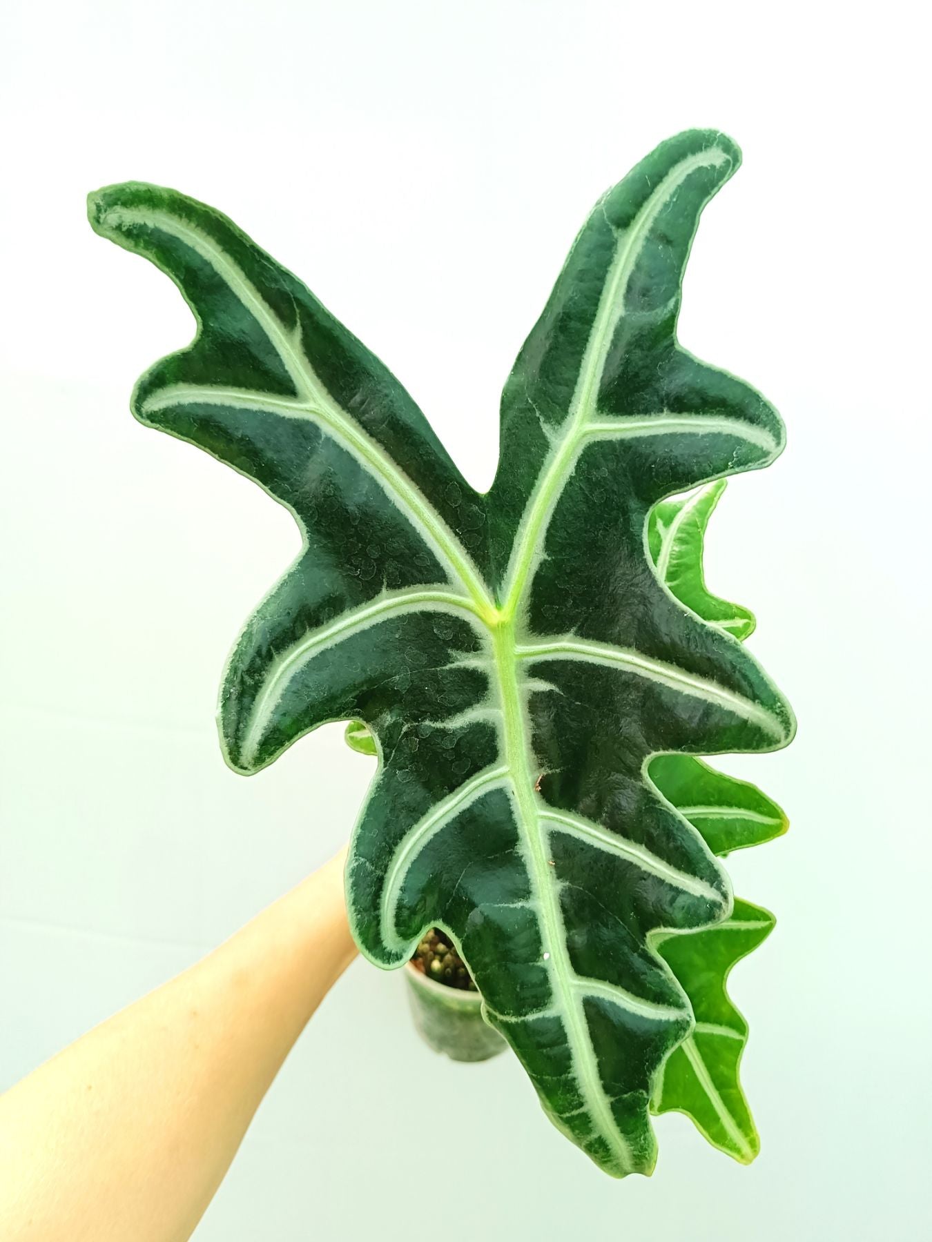 Alocasia Sanderiana 'Nobilis'