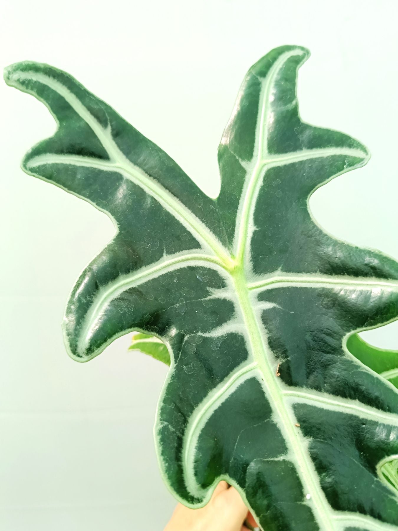 Alocasia Sanderiana 'Nobilis'
