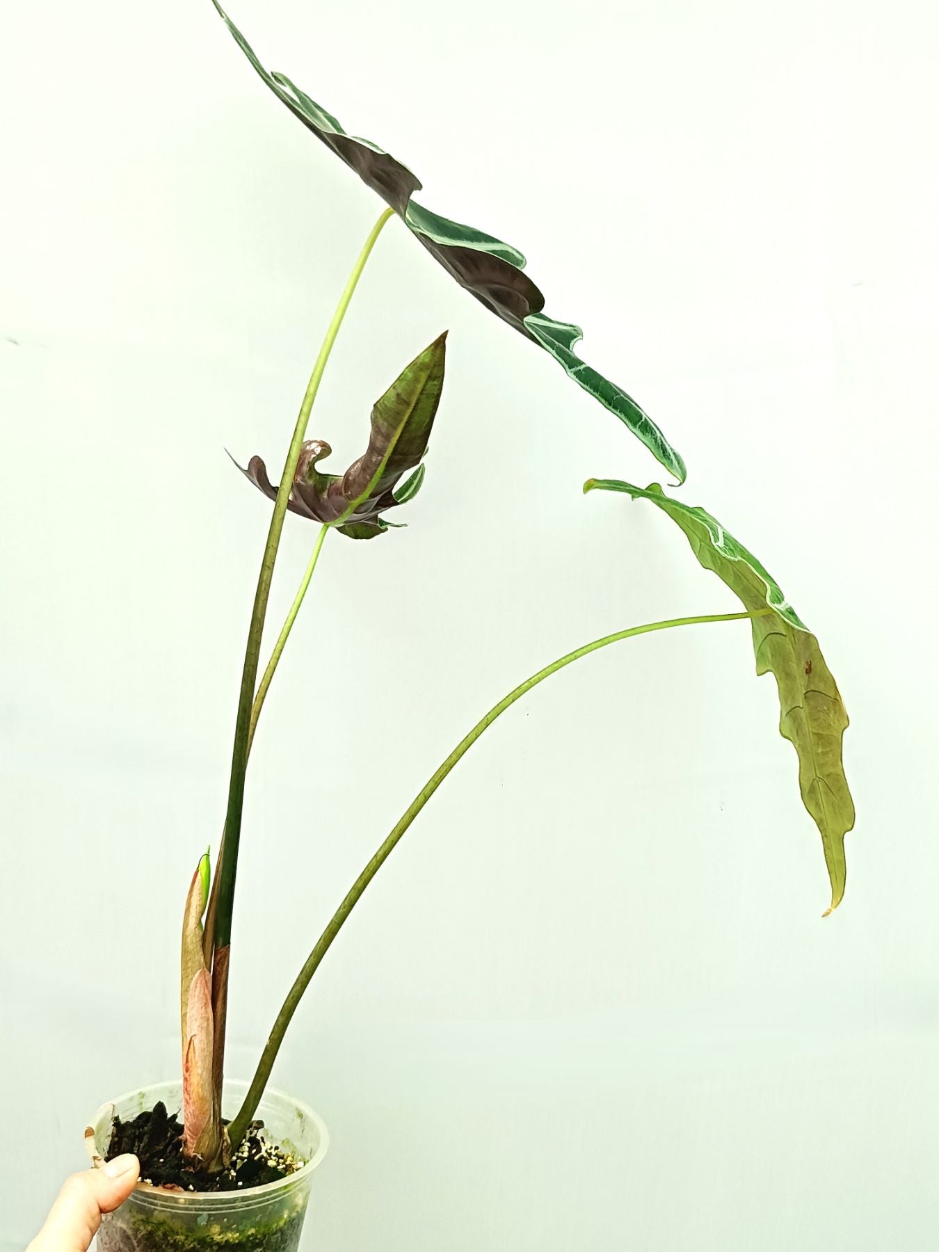 Alocasia Sanderiana 'Nobilis'